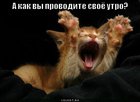 https://lolkot.ru/2011/02/24/kak-provodite-utro/