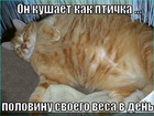 https://lolkot.ru/2012/08/09/kak-ptichka/