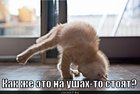 https://lolkot.ru/2011/04/17/kak-stoyat-ushah/