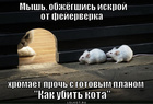 https://lolkot.ru/2011/12/20/kak-ubit-kota/
