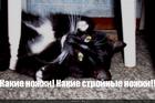 https://lolkot.ru/2010/04/10/kakiye-nozhki/