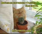 https://lolkot.ru/2015/03/20/kaktus-po-prikolu/
