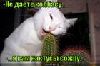 https://lolkot.ru/2010/10/11/kaktusy-sozhru/