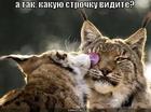 https://lolkot.ru/2012/03/07/kakuyu-strochku-vidite/
