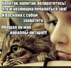 https://lolkot.ru/2016/02/03/kapitan-kapitan-vozvratites/