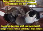 https://lolkot.ru/2016/04/22/kapustnyye-alimenty/