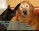 https://lolkot.ru/2011/01/27/kartoshka-s-kapustoy/
