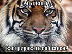 https://lolkot.ru/2011/04/09/kastrirovat-sobralsya/
