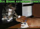 https://lolkot.ru/2010/09/23/katriarhat/