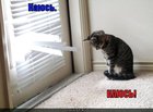 https://lolkot.ru/2010/10/28/kayus/