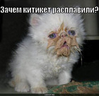 https://lolkot.ru/2011/04/20/kitiket-rasplavili/