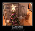https://lolkot.ru/2018/12/29/kletochnaya-yelka/