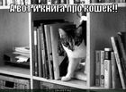 https://lolkot.ru/2011/01/30/kniga-pro-koshek/