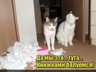 https://lolkot.ru/2017/05/10/knigolyuby/
