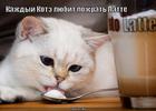 https://lolkot.ru/2010/06/10/kofe-lyubit-kazhdyy/