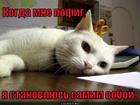 https://lolkot.ru/2012/05/14/kogda-mne-pofig/