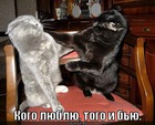 https://lolkot.ru/2011/11/15/kogo-lyublyu/