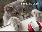 https://lolkot.ru/2015/09/27/kolbasa-12/