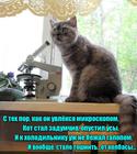 https://lolkot.ru/2016/02/05/kolbasa-krupnym-planom/