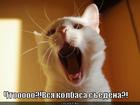 https://lolkot.ru/2012/09/07/kolbasa-sedena/