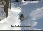 https://lolkot.ru/2011/04/08/kolobok/