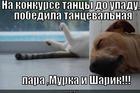 https://lolkot.ru/2013/01/05/konkurs-tantsy-do-upadu/