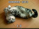 https://lolkot.ru/2011/06/18/konoplya-kote/