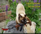 https://lolkot.ru/2011/06/06/konter-kot/