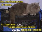 https://lolkot.ru/2011/11/13/kontrabandnyy-doping/