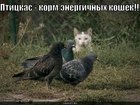 https://lolkot.ru/2010/06/06/korm-energichnyh-koshek/