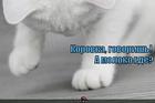 https://lolkot.ru/2012/09/27/korovka/