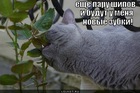 https://lolkot.ru/2012/08/24/koshachi-zuboimplanty/