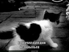 https://lolkot.ru/2010/11/12/koshachiy-kupedon/