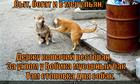 https://lolkot.ru/2013/06/12/koshachiy-restoran/