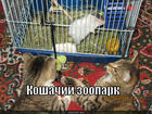 https://lolkot.ru/2014/06/27/koshachiy-zoopark/