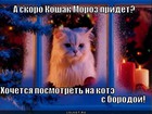 https://lolkot.ru/2012/01/02/koshak-moroz/