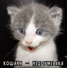 https://lolkot.ru/2012/01/26/koshaka-nedoumevaka/