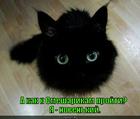 https://lolkot.ru/2015/05/19/kosharik/