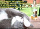 https://lolkot.ru/2011/05/24/koshka-lyubit-vodku/