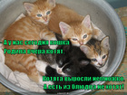 https://lolkot.ru/2010/10/23/koshka-rodila/