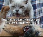 https://lolkot.ru/2012/08/14/koshka-s-sobakoy/
