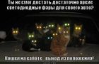 https://lolkot.ru/2012/08/06/koshki-na-kapote/