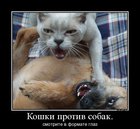 https://lolkot.ru/2012/08/13/koshki-protiv-sobak-3/