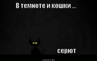 https://lolkot.ru/2012/02/16/koshki-v-temnote/