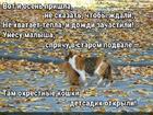 https://lolkot.ru/2015/10/19/koshkin-detsad/