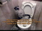 https://lolkot.ru/2011/08/24/kot-chasto-gadit/