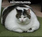 https://lolkot.ru/2010/06/08/kot-ili-pelmen/