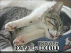 https://lolkot.ru/2011/10/19/kot-iz-chernobylya/