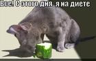https://lolkot.ru/2010/06/08/kot-na-diyete/