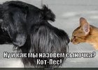 https://lolkot.ru/2011/03/26/kot-pes/